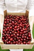 Woman holding crate of fresh cherries