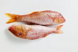 Two red mullet
