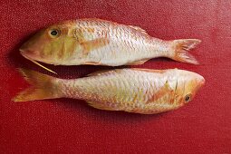 Two red mullet on red background