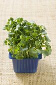 Daikon cress in plastic punnet