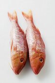 Two fresh red mullet