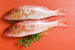 Fresh red mullet on red background