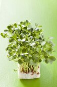 Daikon cress on green background