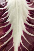 Radicchio leaf (detail)