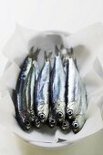 Several fresh anchovies on paper