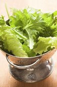 Freshly washed salad leaves in colander