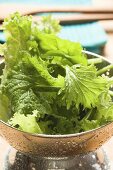 Freshly washed salad leaves in colander