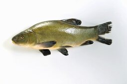 Fresh tench