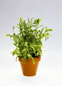 Tarragon in flowerpot