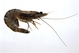 Riesengarnele (Tiger Prawn)