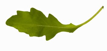 A rocket leaf