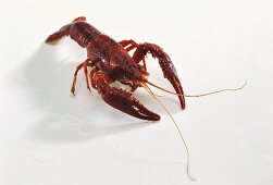A Louisiana red swamp crayfish (Procambarus clarkii)