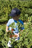 Junge pflückt rote Johannisbeeren