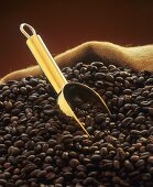Geröstete Kaffeebohnen mit goldener Schaufel in Jutesack