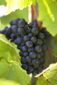 Red wine grapes on the vine, New Zealand