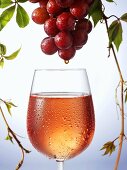 Rosewein tropft von Weintrauben in ein Weinglas