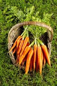 Fresh carrots in a basket