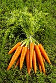 Fresh carrots in grass