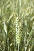 Ears of barley in the field
