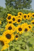 Viele Sonnenblumen auf dem Feld