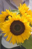 Woman holding sunflowers in her hand