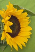 Eine Sonnenblume vor grünem Hintergrund