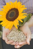 Woman holding shelled sunflower seeds and sunflower