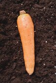 A carrot on soil