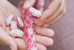 Hands holding shelled borlotti beans & unopened pod