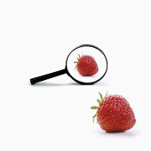Two strawberries with a magnifying glass