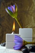 Aroma oil lamp and blue lotus blossoms