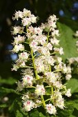 Chestnut blossom