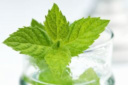 Peppermint in a glass of water