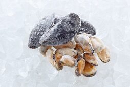 Gefrorene Pfahlmuscheln auf Eis