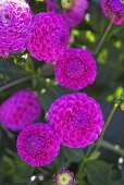 Pompon dahlias