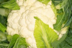 Close-up of a cauliflower