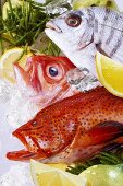 Three different sea fish with ice, lemon and seaweed