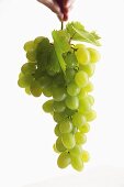 A whole bunch of green grapes with leaves