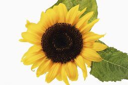 Eine Sonnenblume