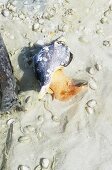 Live Conch on the Beach