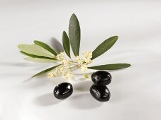 Olives with olive sprig