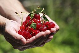 Two hands full of sour cherries