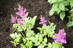 Astilbe (Prachtspiere)