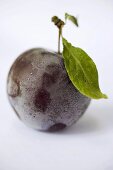 A plum