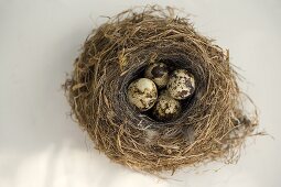 Quail's eggs in nest