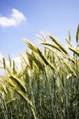 Ears of rye in the field