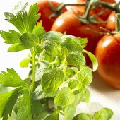 Oregano, parsley and tomatoes