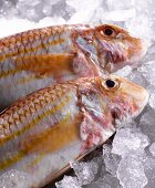 Two red mullet on ice