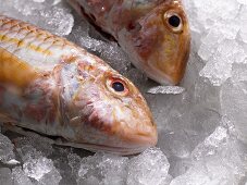 Two red mullet on ice