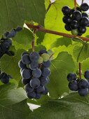 Pinot Noir-Weintrauben an der Rebe